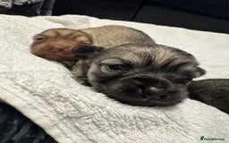 Chihuahua dogs for sale: Chihuahua puppies for sale - Image 19