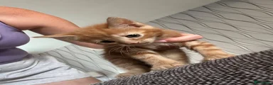 Mixed Breed 3