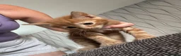 Mixed Breed cats for sale: Mixed breed ginger boys - Advert 8