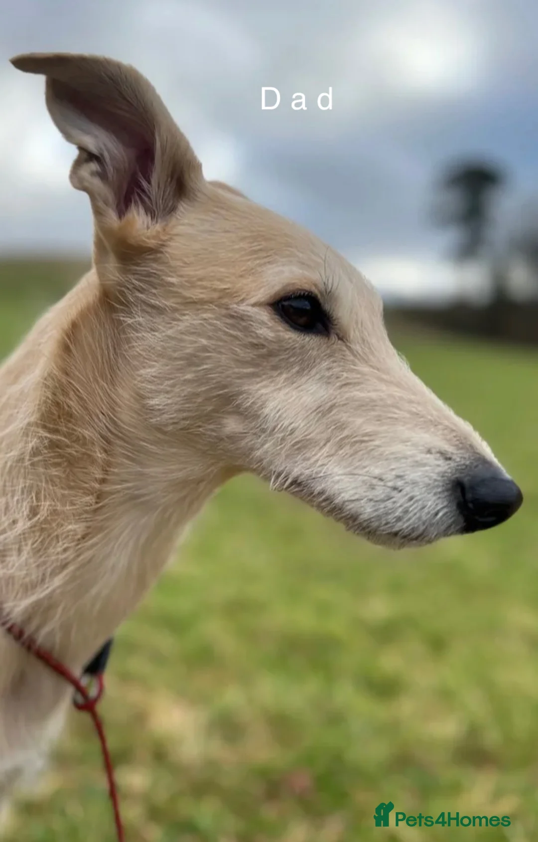 Lurcher dogs for sale: 6 Stunning Lurcher Pups Available 23rd March - Advert 10