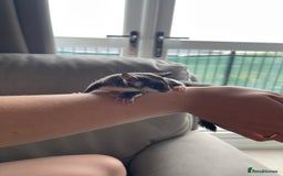 Sugar Glider rodents for sale: Male and Female Sugar Glider Siblings - Image 14