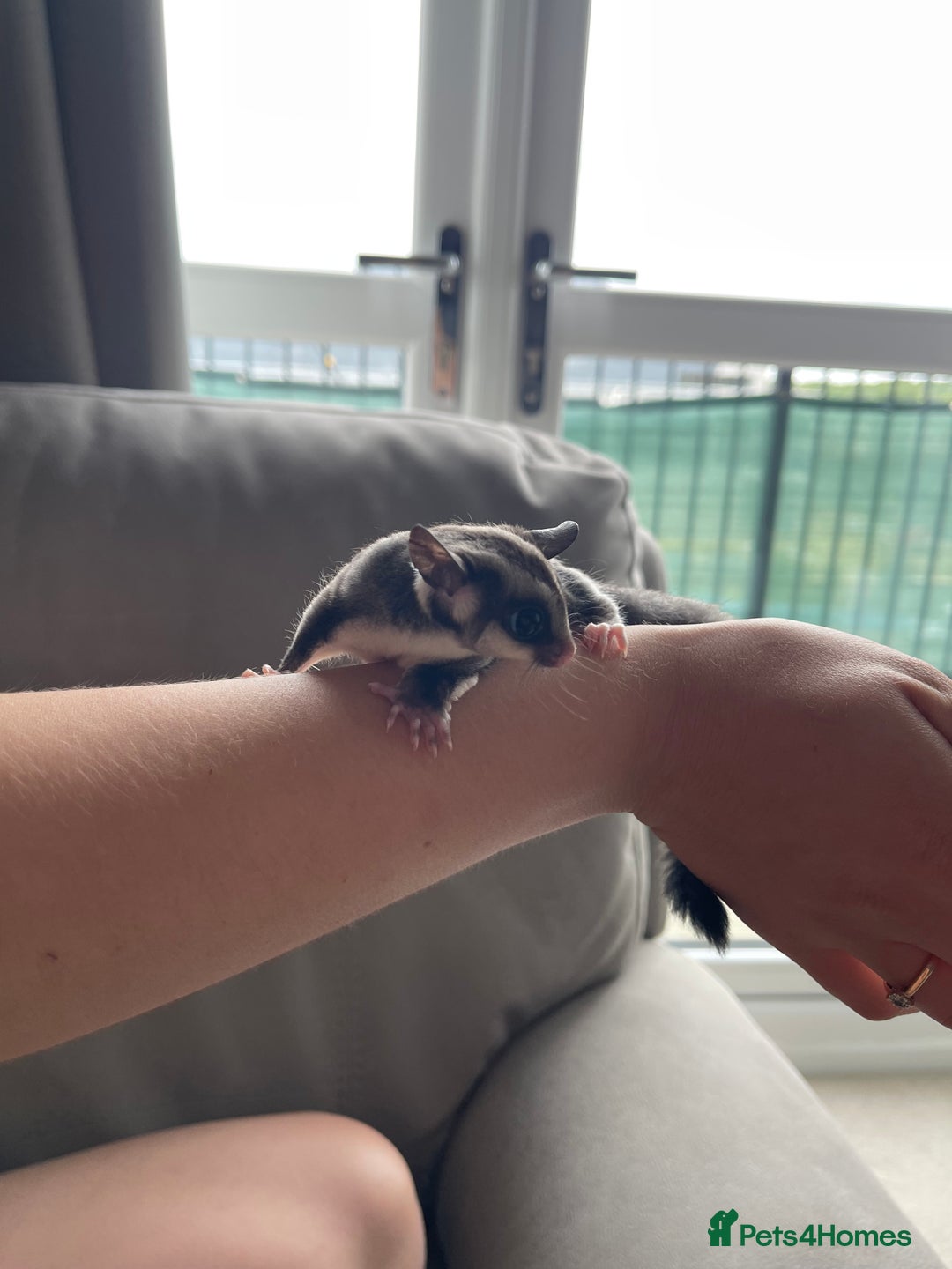 Sugar Glider rodents for sale: Male and Female Sugar Glider Siblings - Image 14