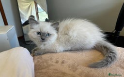 Ragdoll cats for sale: Amazing grace blue eye ragdolls - Image 1