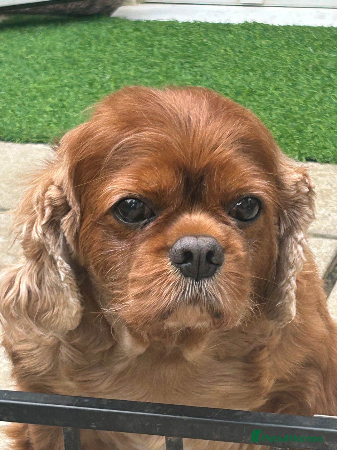 Cavalier King Charles Spaniel dogs for sale: Exquisite Cavalier King Charles puppies KC reg - Image 11