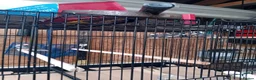 Finches birds for sale: Java sparrows  - Advert 1