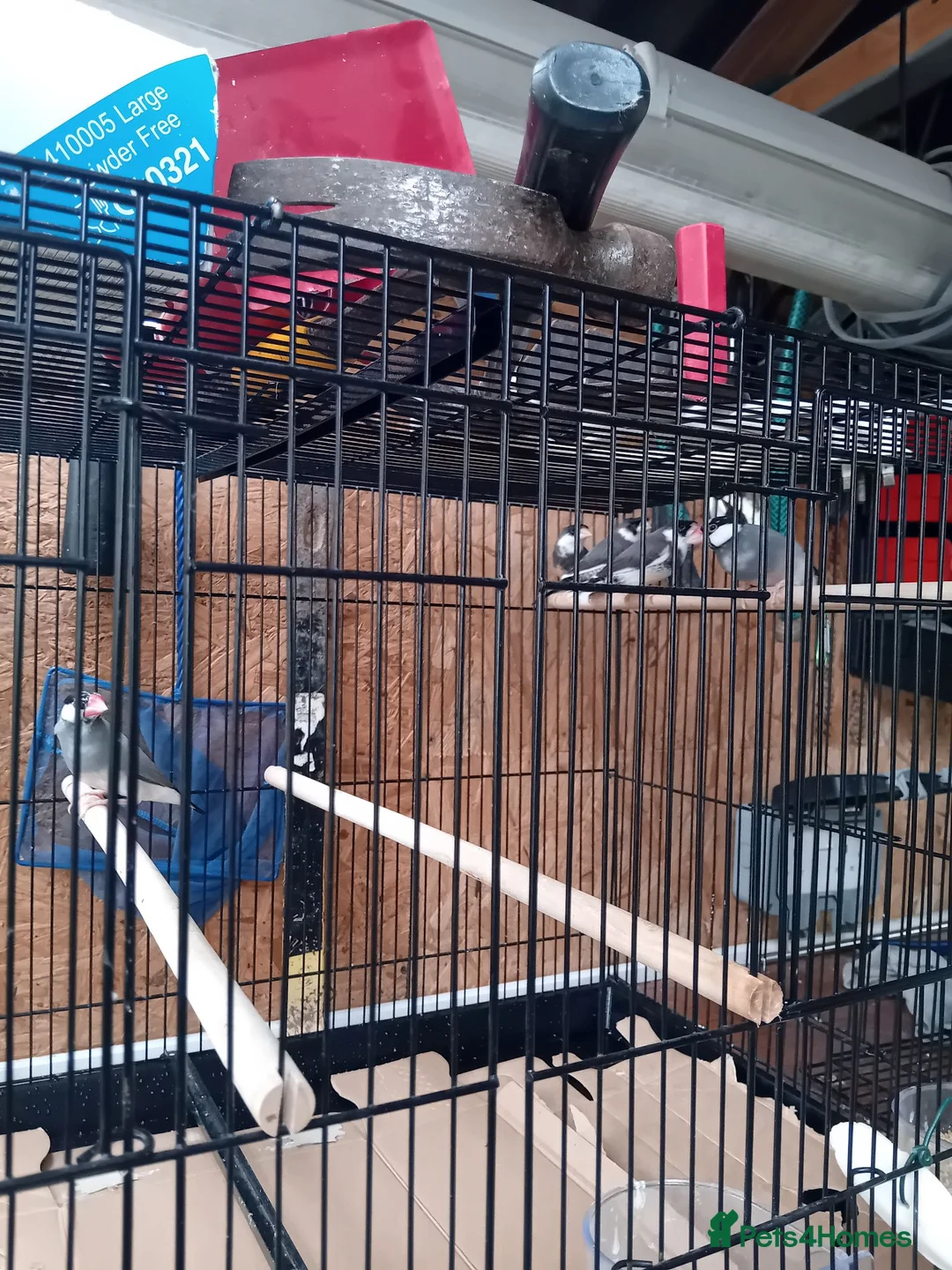 Finches birds for sale: Java sparrows  - Advert 1