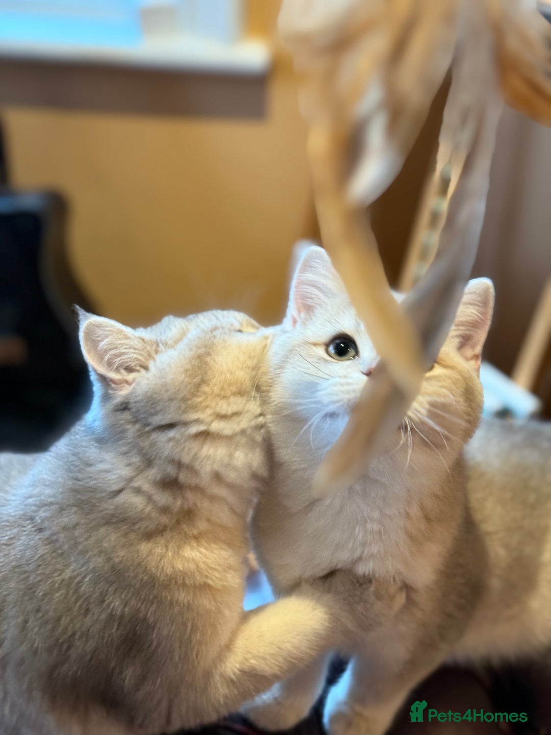 British Shorthair cats for sale: Pet or Active AY11/12 sired by x4 Champion - Advert 5