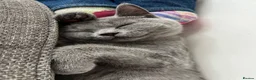 British Shorthair cats for sale: ✨BSH GCCF girl ready to leave🏡✨ - Advert 1