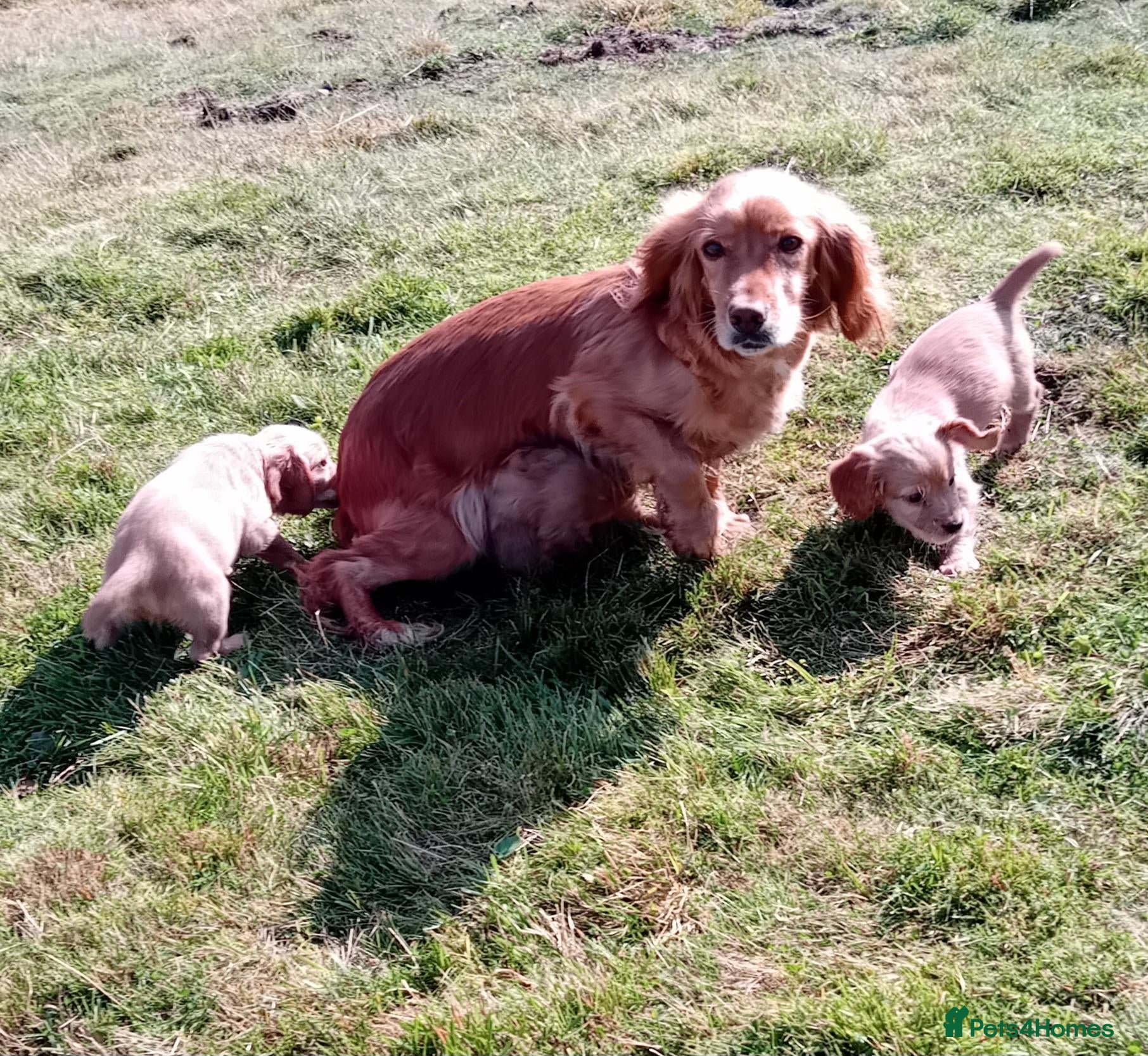 Cocker Spaniel dogs Red Cocker Spaniel Puppies  - Advert 1