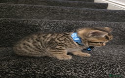 British Shorthair cats for sale: Adorable British kittens. Ready for new home. - Image 6