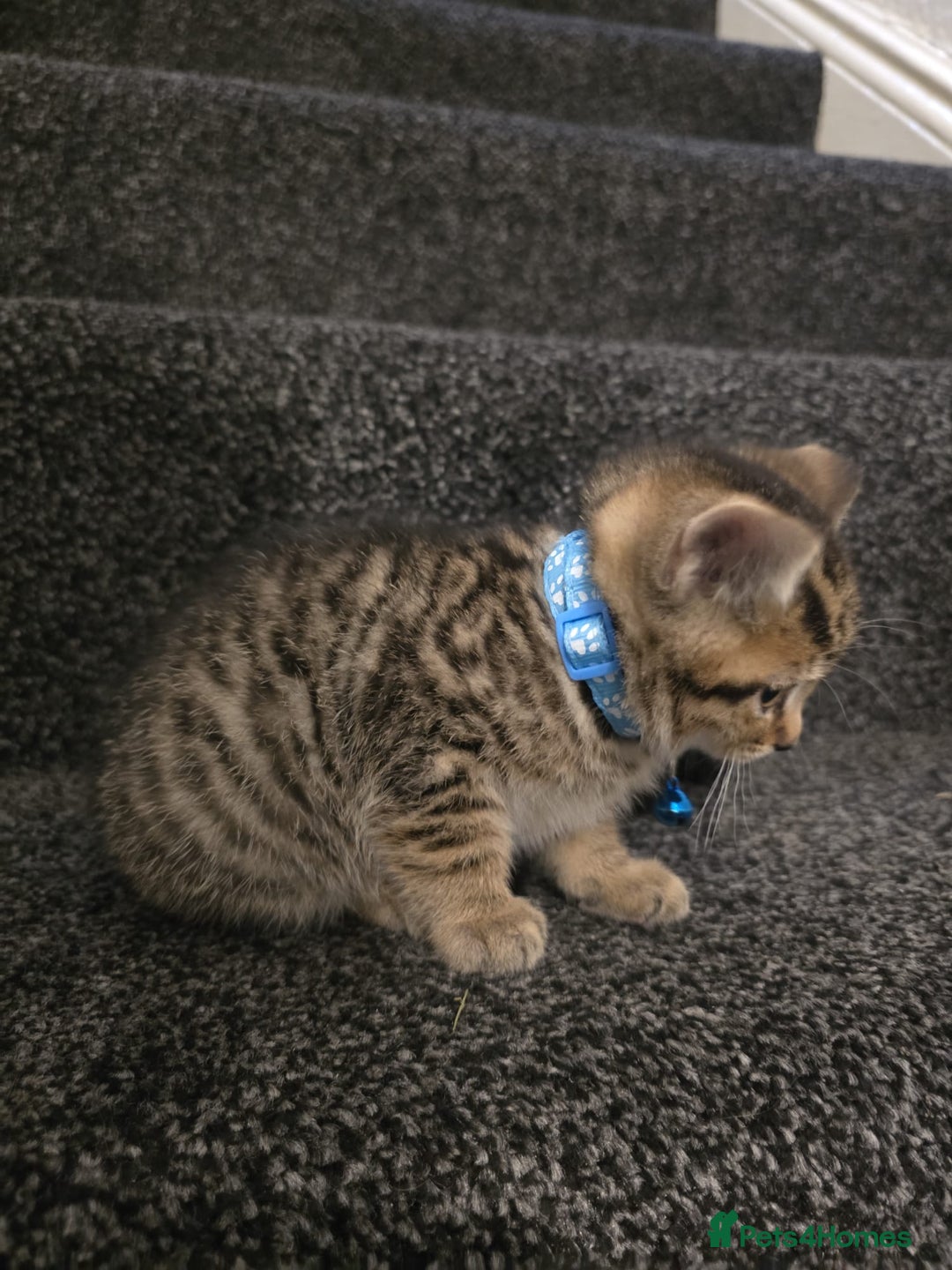 British Shorthair cats for sale: Adorable British kittens. Ready for new home. - Image 6