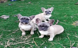 French Bulldog dogs for adoption: 💓🐶 MARGO, MISTY & MONTI💙 - Image 18