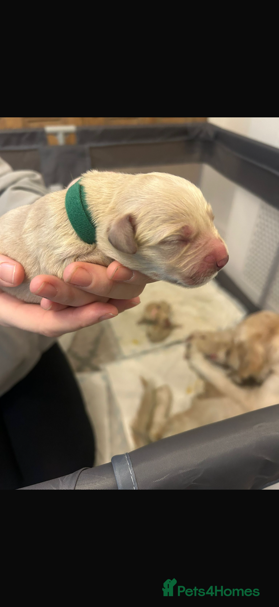 Goldador dogs for sale: 8 beautiful golden retriever x red lab puppies  - Advert 20