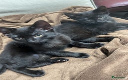 British Shorthair cats for sale: Adorable kitten& cat  - Image 4