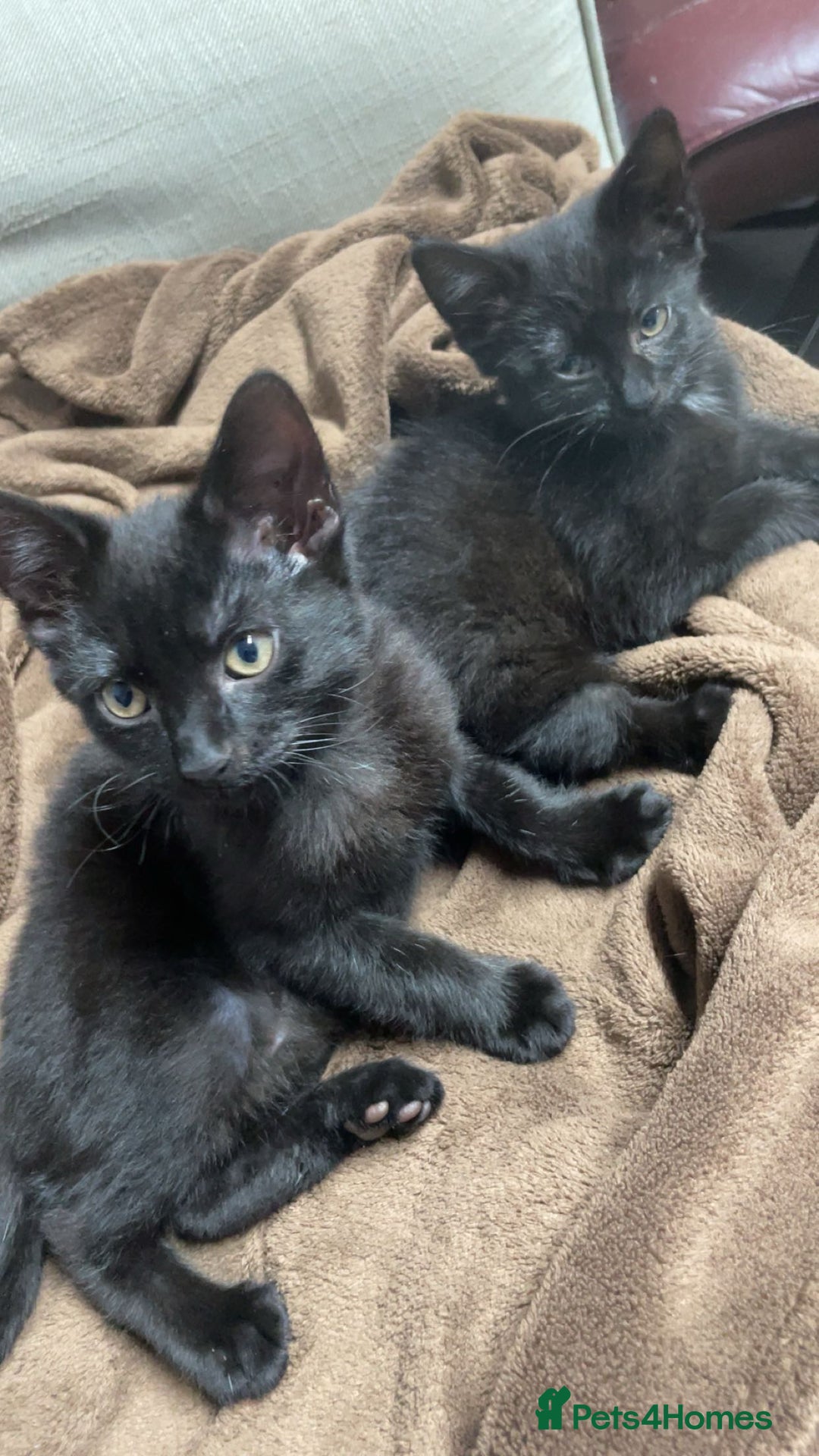 British Shorthair cats for sale: Adorable kitten& cat  - Image 4