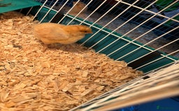 Chickens poultry for sale: Buff Orpington chicks 7 day olds 6 left - Image 1