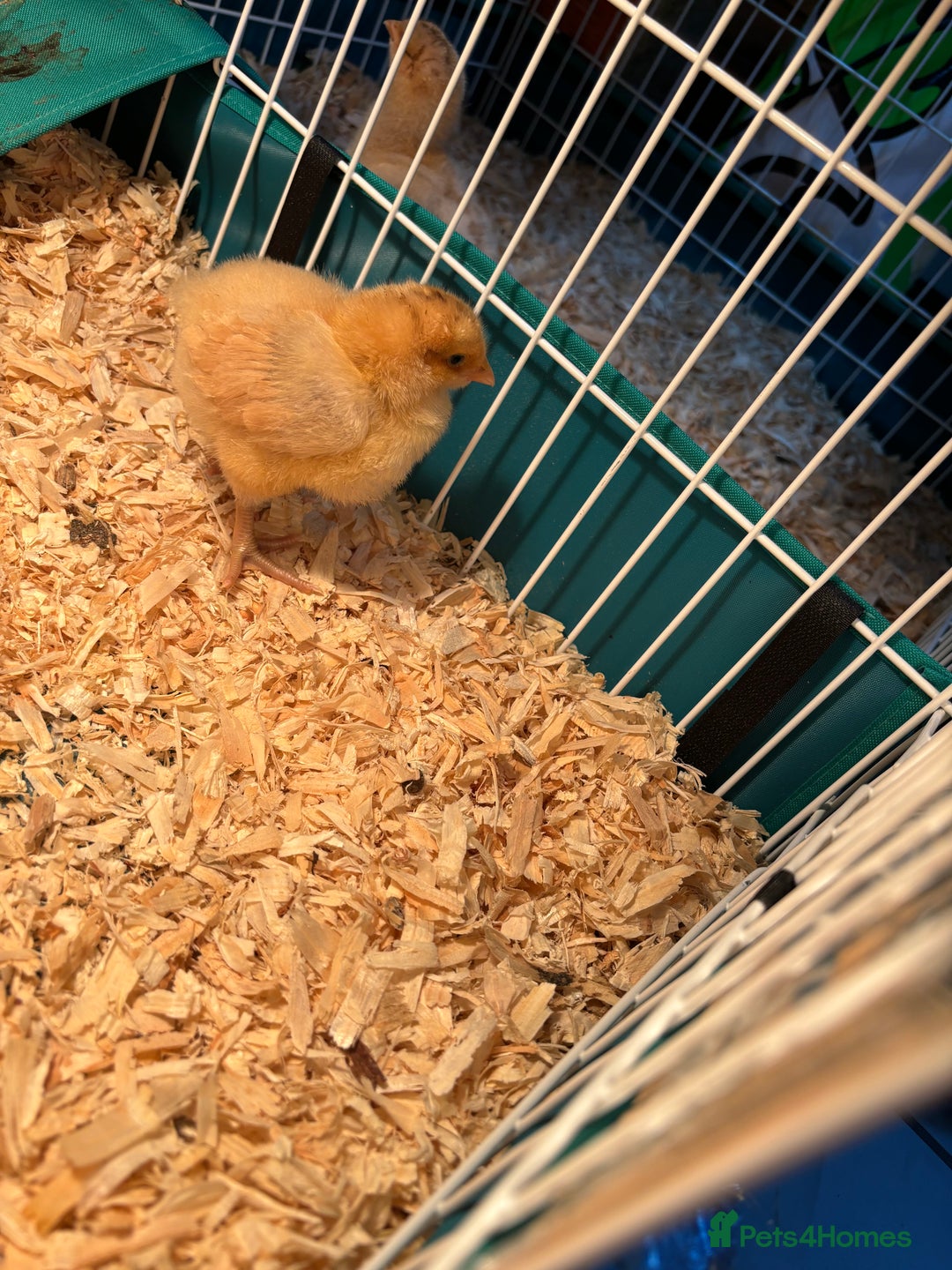 Chickens poultry for sale: Buff Orpington chicks 7 day olds 6 left - Image 1