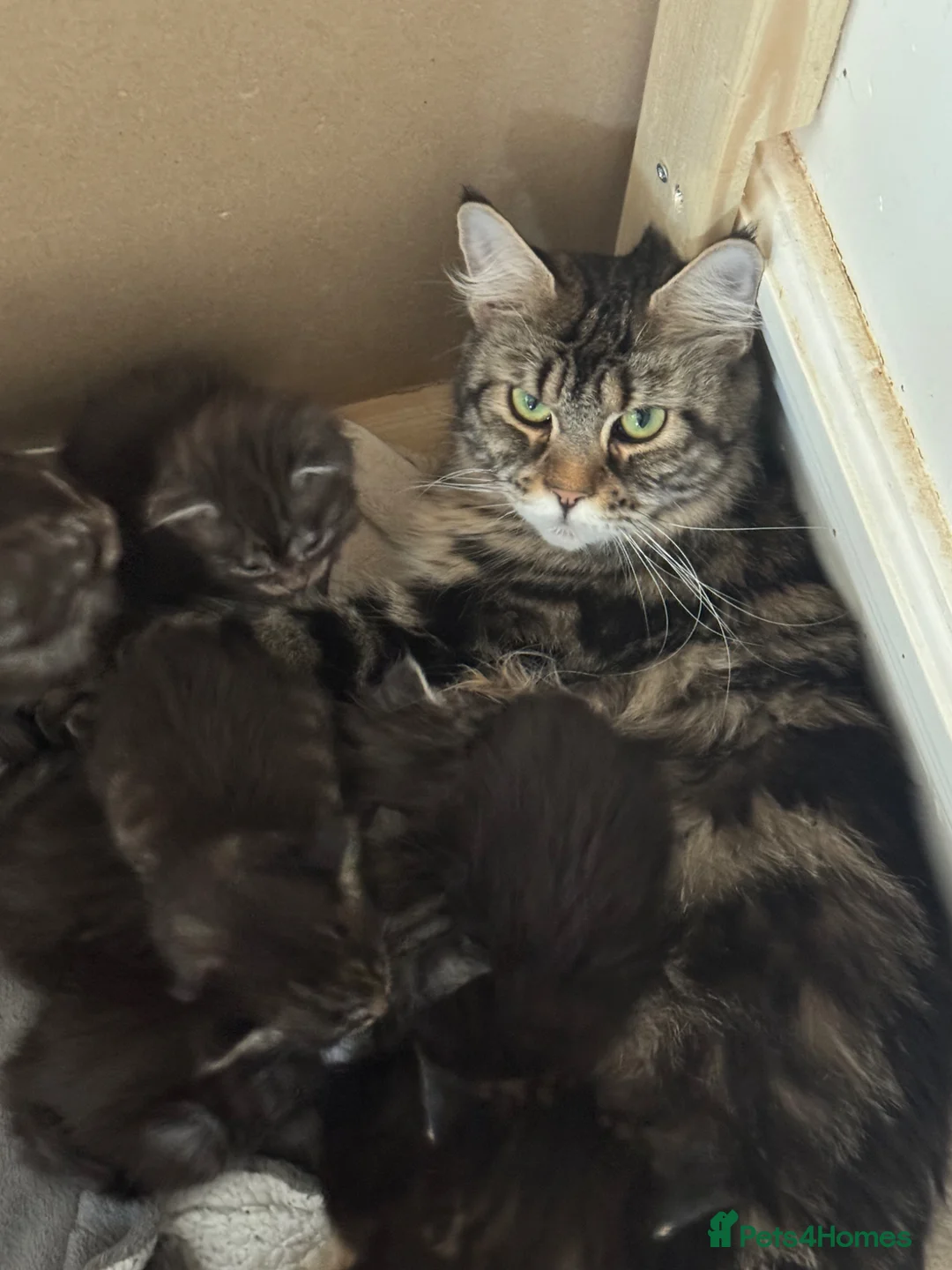 Maine Coon cats for sale: Maine Coon purebred kittens available  - Advert 5