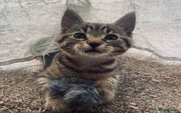 Domestic Shorthair cats for sale: ** LAST GIRL LEFT ** - Image 2