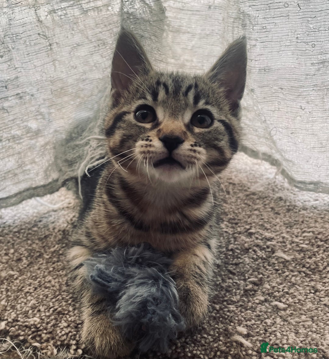 Domestic Shorthair cats for sale: ** LAST GIRL LEFT ** - Image 2