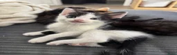 Mixed Breed cats for sale: 2 beautiful boys looking for homes. - Advert 4