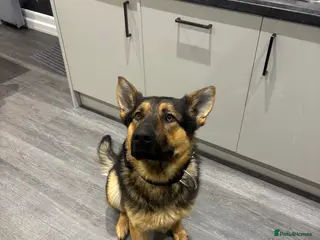 Mixed Breed dogs German/Mali protection dog - Advert 1