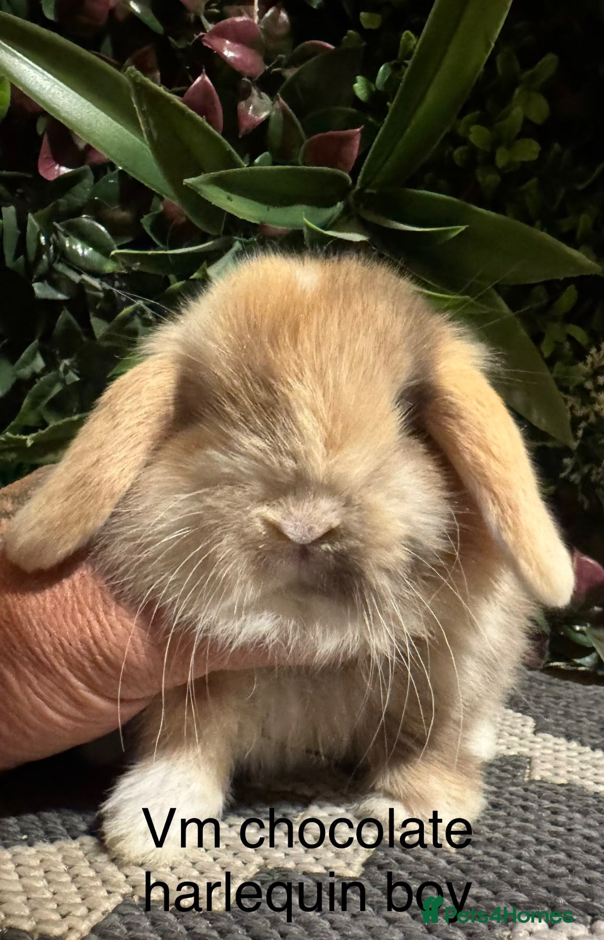 Mini Lop rabbits Superb pure bred mini lops available  - Advert 2