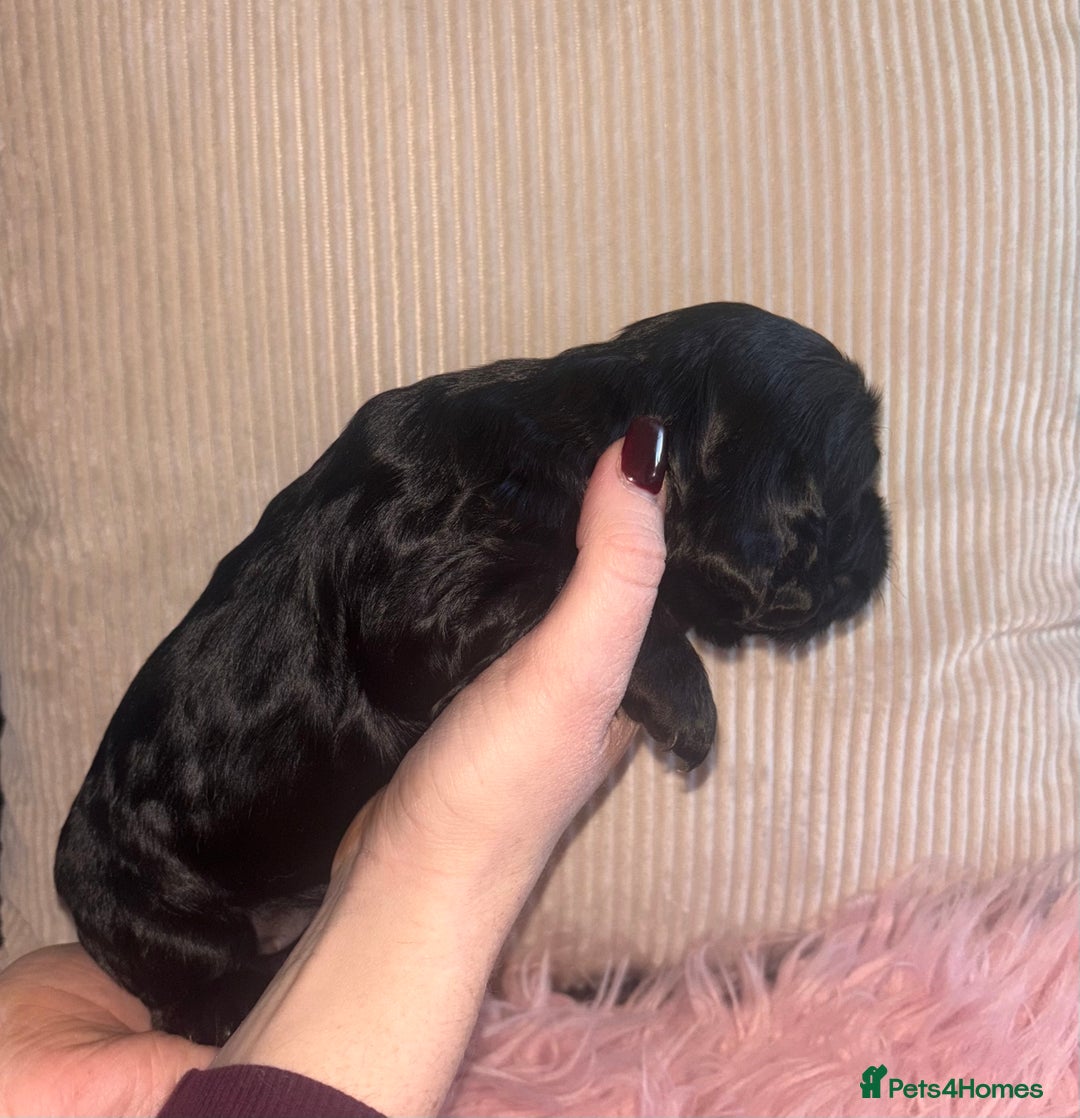 Cocker Spaniel dogs for sale: Beautiful Cocker Spaniel Puppy’s  - Advert 7