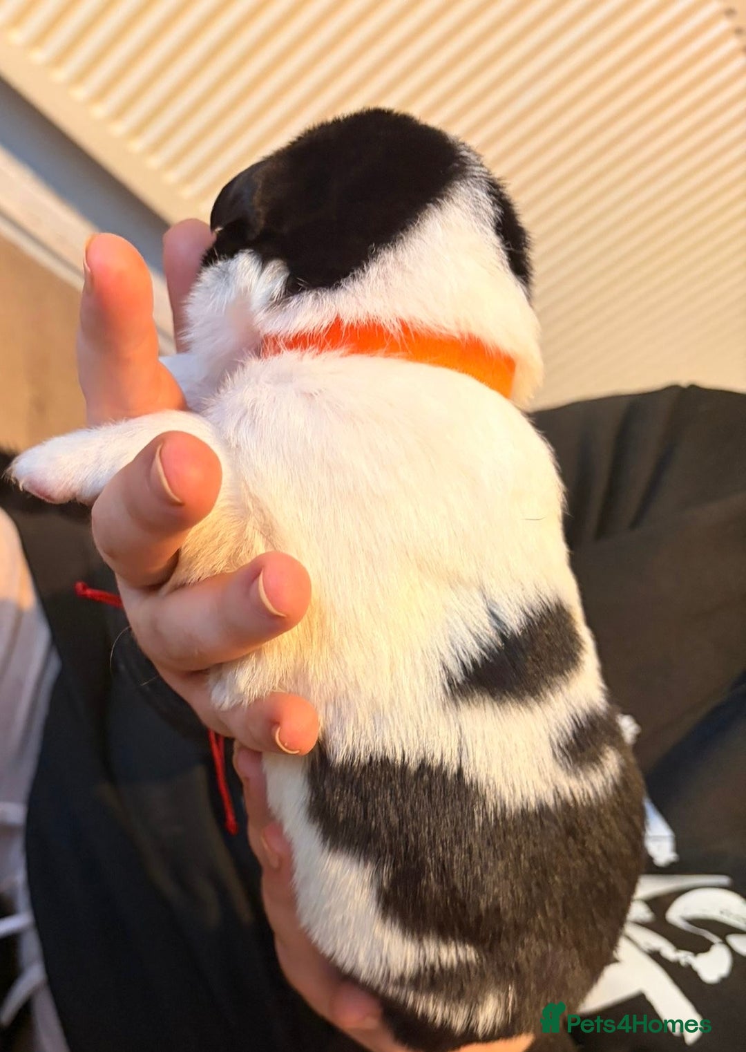 Mixed Breed dogs for sale: Border collie mix pups - Advert 11