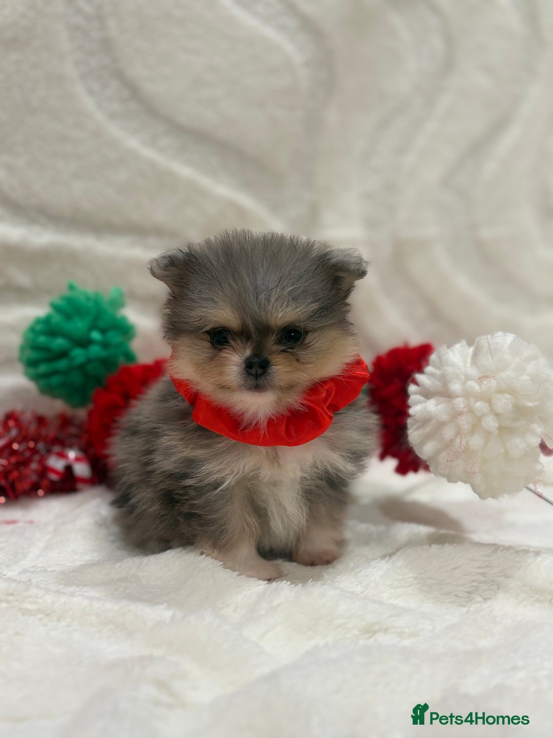 Pomeranian dogs for sale: RARE MINI MERLE FLUFFY POMERANIANS  - Advert 17