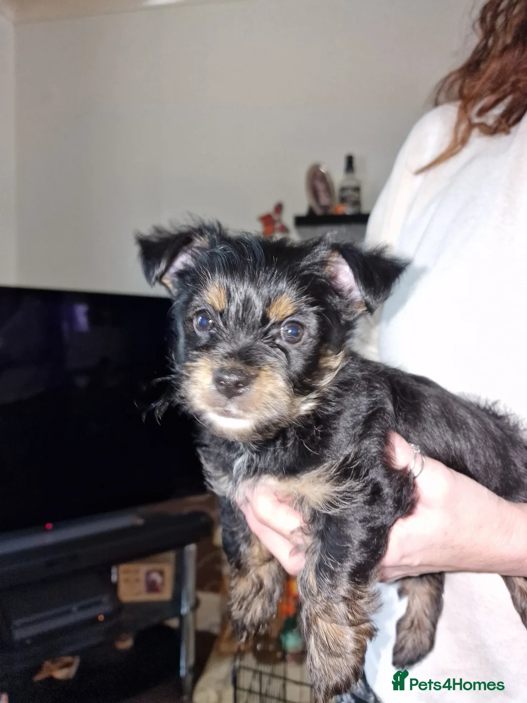 Yorkshire Terrier dogs for sale: Yorkshire terrier  - Advert 2