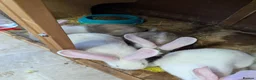 Flemish rabbits for sale: Flemish giants  - Advert 7