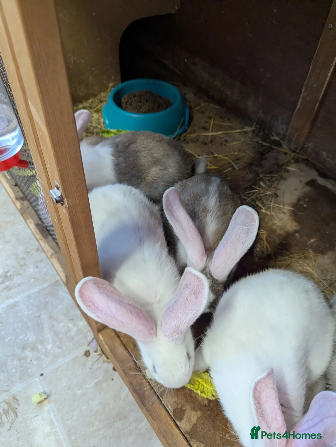 Flemish rabbits for sale: Flemish giants  - Advert 7