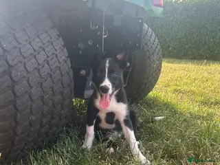 Border Collie dogs Gorgeous litter of border collie puppies - Advert 17