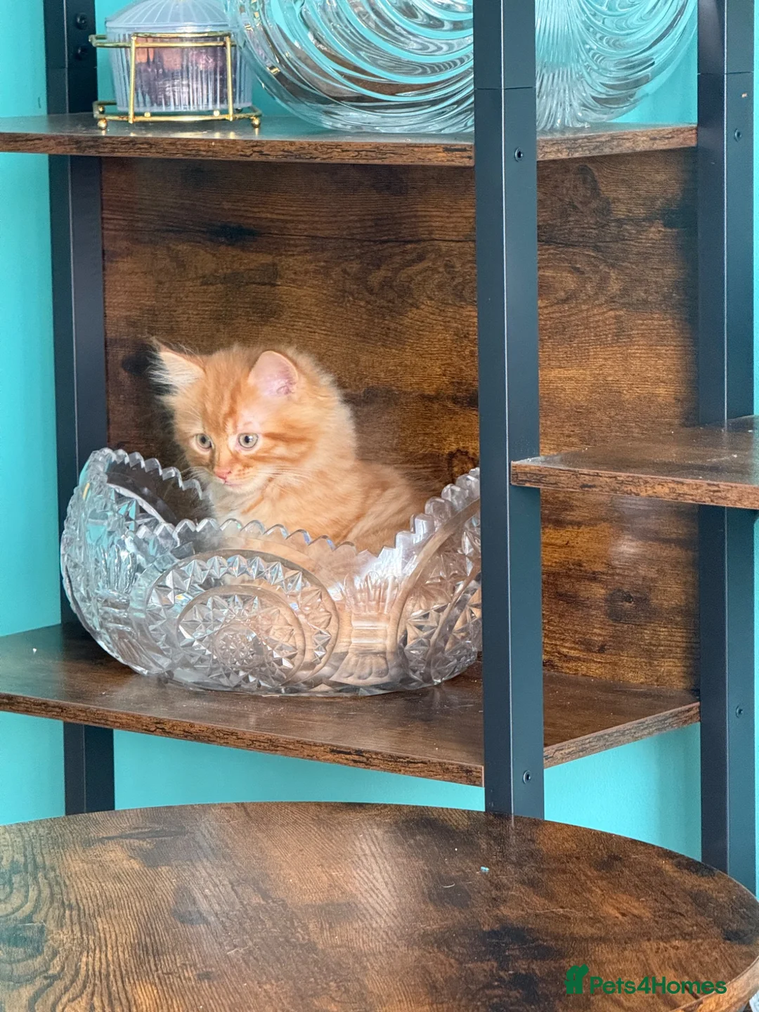 Persian cats for sale: Stunning persian kittens - Advert 1