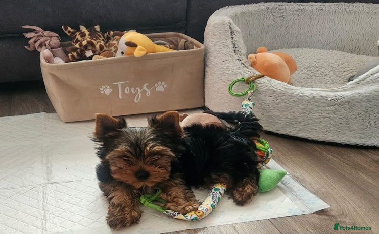 Yorkshire Terrier dogs - Advert 15