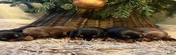 Miniature Dachshund dogs for sale: KC reg PRA clear Mini smooth Dachshund pups - Advert 4