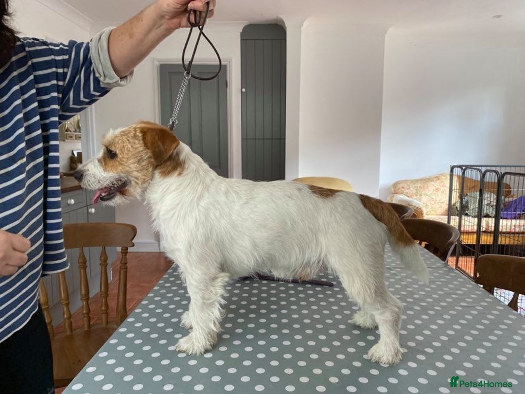Jack Russell dogs for stud: Superb Quality Jack Russell at stud K.C Reg in Attleborough - Advert 2
