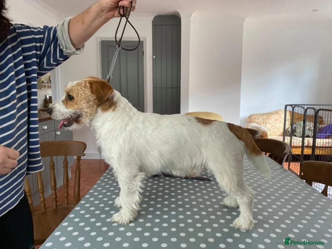 Jack Russell dogs for stud: Superb Quality Jack Russell at stud K.C Reg in Attleborough - Advert 2