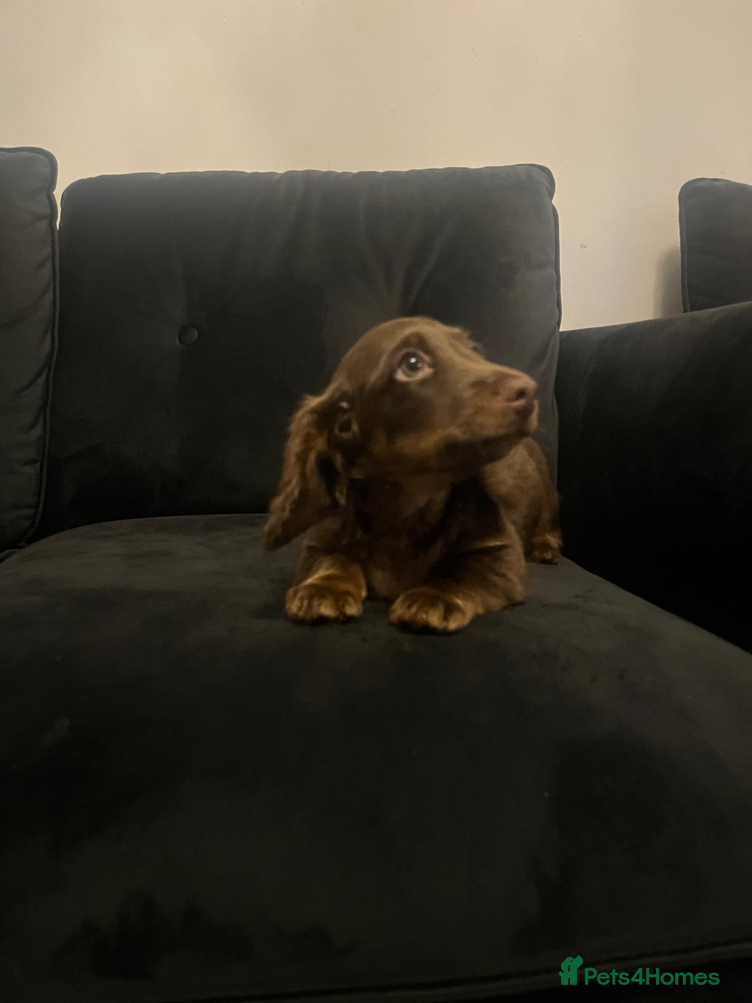 Miniature Dachshund dogs stunning long haired miniature dachshund boy   - Advert 12