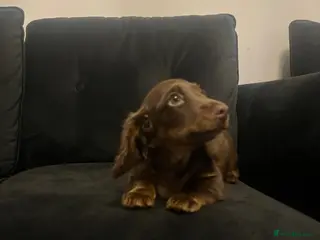 Miniature Dachshund dogs stunning long haired miniature dachshund boy - Advert 12