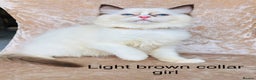 Ragdoll cats for sale: Beautiful ragdoll kittens  - Advert 11