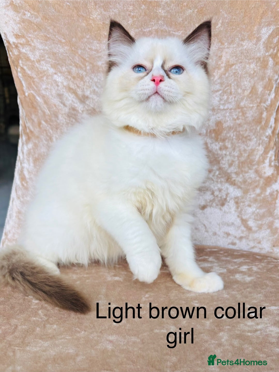 Ragdoll cats for sale: Beautiful ragdoll kittens  - Advert 11
