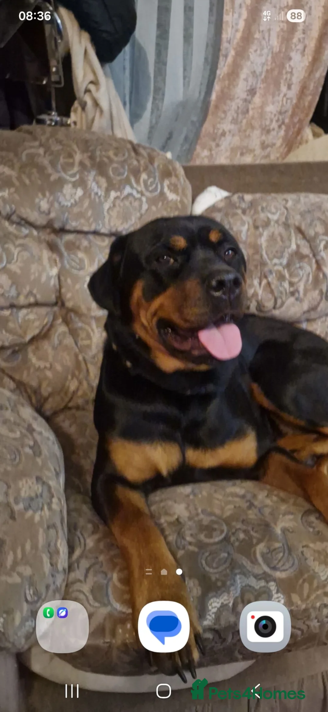 Rottweiler dogs for sale: 1 year old rottweiler for sale  - Advert 2