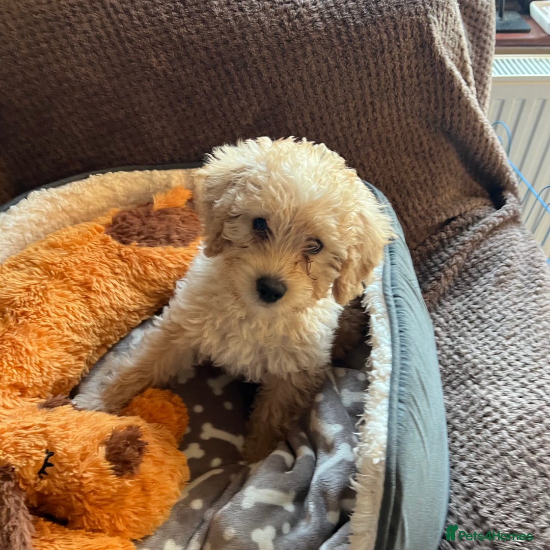 Mixed Breed dogs for sale: F1b Australian Labradoodle  - Advert 37