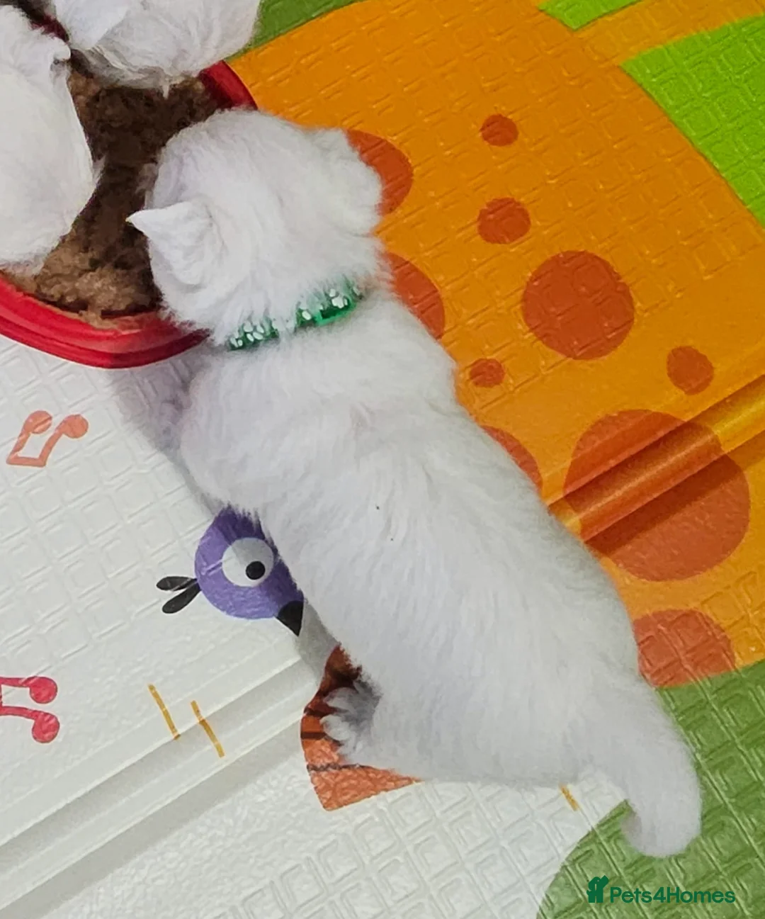 West Highland Terrier dogs for sale: Available now! - Advert 2