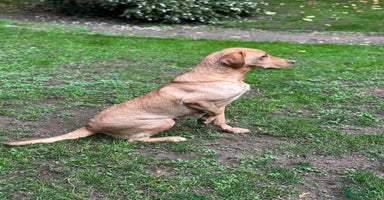 Labrador Retriever dogs Kc registered health tested Labrador bitch  - Advert 10