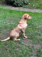 Labrador Retriever dogs Kc registered health tested Labrador bitch - Advert 2