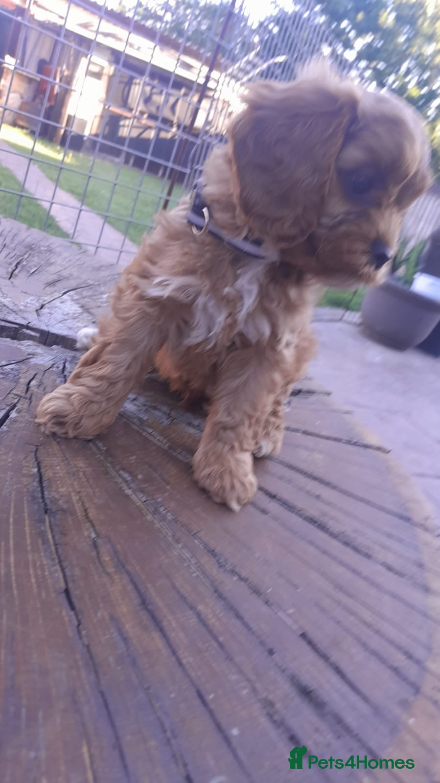 Cavapoo dogs Cavapoo  - Advert 1