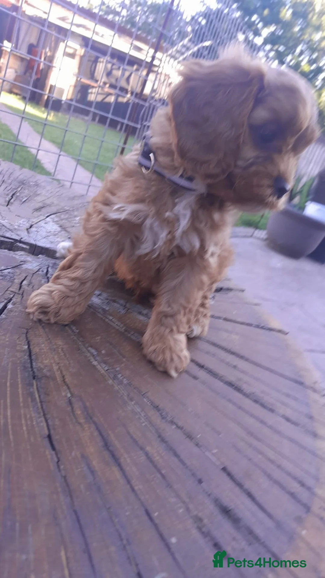 Cavapoo dogs for sale: Cavapoo  - Advert 1